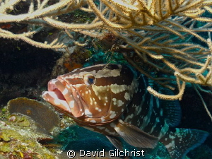 Ready for a 'Cleaning', Roatan , Honduras by David Gilchrist 